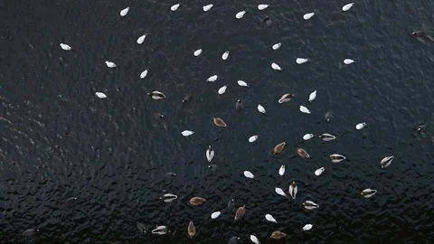 Mostly white and black birds on a dark river, top view Stock Footage 106097227