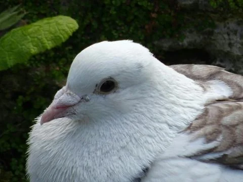 Mostly White Pigeons Head Stock Photos