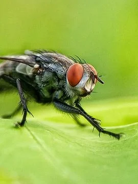 Mosutor Stock Photos