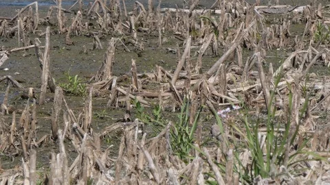 Motacilla flava Stock Footage 112332689