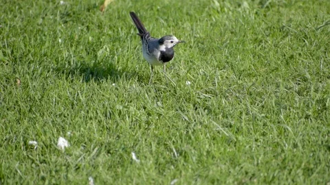 Motacilla on the grass of the garden. Stock Footage 90899893