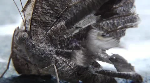 Moth 004 Stock Footage 12165929