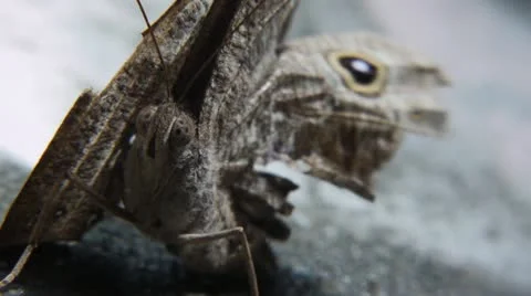 Moth 006 Stock Footage 12179489