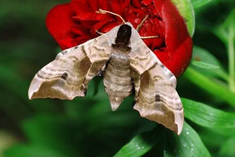 Moth and flower Foto stock