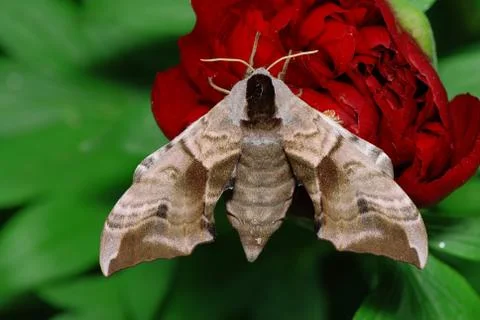 Moth and flower Stock Photos
