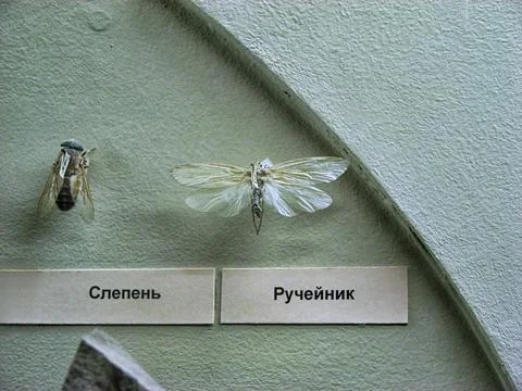Moth and moth on a wall with the name of the city Stock Photos
