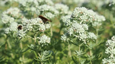 Moth and wild bee collecting nectar on felty germander flowers Stock Footage 256239078