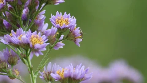 Moth &amp; aster flowers Stock Footage 83104704