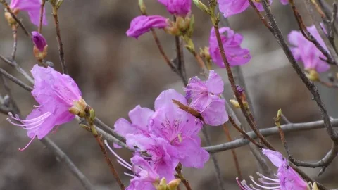 Moth &amp; azalea flowers Stock Footage 82994048