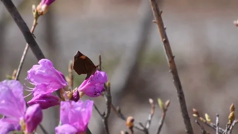 Moth &amp; azalea flowers Stock Footage 82994163