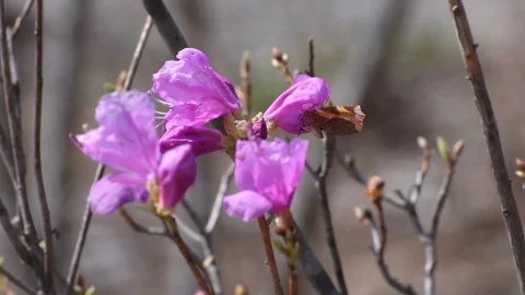 Moth &amp; azalea flowers Video stock 82994177