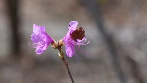 Moth &amp; azalea flowers Stock Footage 82994214
