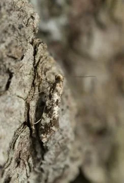 Moth on bark Stock Photos