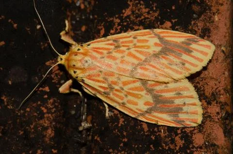 Moth Barsine sp. Stock Photos