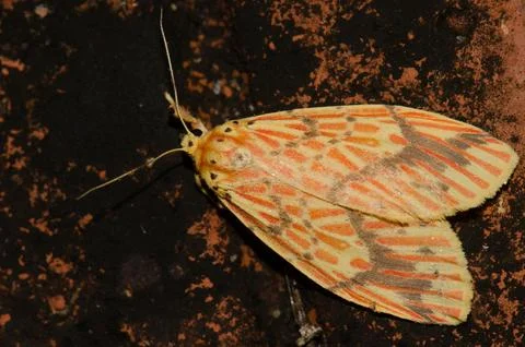 Moth Barsine sp. Stock Photos