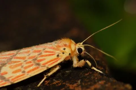 Moth Barsine sp. Foto stock