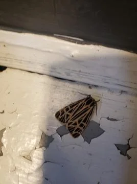 Moth in a Bathroom Foto stock
