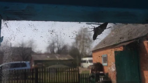 The moth beats its wings out the window. a butterfly flies through the glass. Th Video stock 72973479