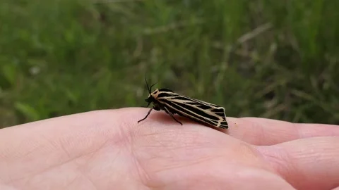 Moth being held in a person's hand. Video stock 148676140