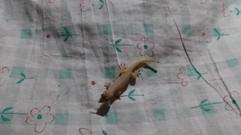 A moth is bitten by a lizard Stock Footage 270115474