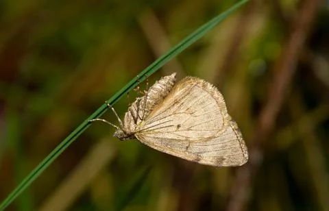 Moth on blade of grass Stock Photos