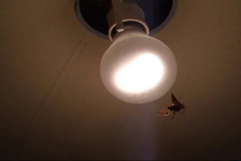 Moth Bouncing Off Hot Lamp Stock Footage 96528688