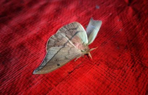 Moth broken wings Stock Photos