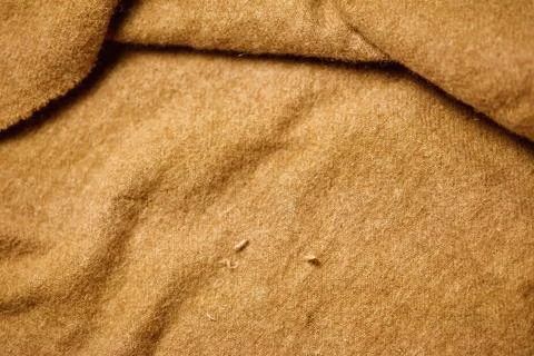A moth butterfly after hatching. Moth larva on fabric - moving, damage, holes Stock Photos