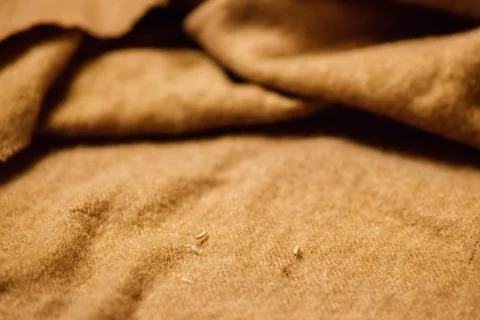 A moth butterfly after hatching. Moth larva on fabric - moving, damage, holes Stock Photos