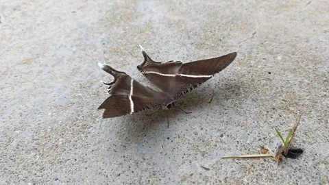 Moth butterfly. Stock Footage 342088105