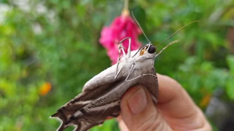 Moth butterfly. Stock Footage 342088194