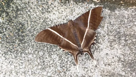 Moth butterfly. Stock Footage 342088239