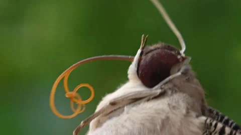Moth butterfly. Stock Footage 342088240
