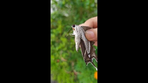 Moth butterfly. Stock Footage 342088366