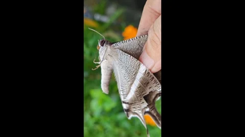 Moth butterfly. Stock Footage 342088370