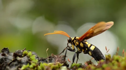 Moth Butterfly resting on moss Stock Footage 40341034