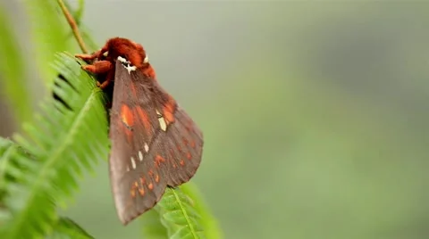 Moth Butterfly resting on plant Stock Footage 40341069