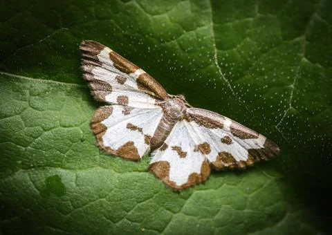 A moth butterfly wakes up on a tree leaf at dawn Stock Photos