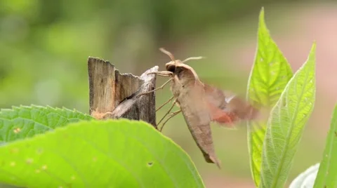 Moth Butterfly Warming Wings And Starting To Fly Stock Footage 40341327