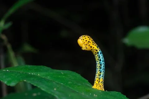Moth caterpilla Stock Photos