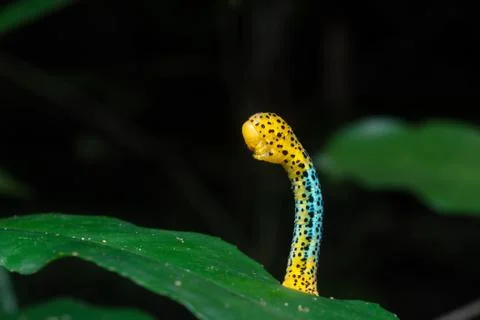 Moth caterpilla Stock Photos