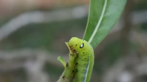 Moth Caterpillar biting and eating leaf, Stock Footage 132020087