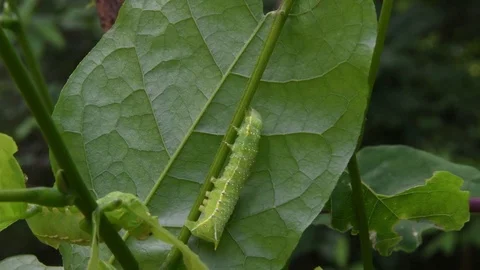 Moth caterpillar crawling Stock Footage 82413370