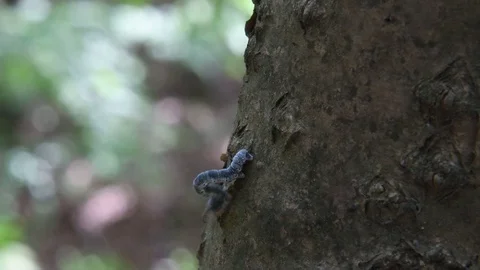 Moth caterpillar crawling Video stock 82785720