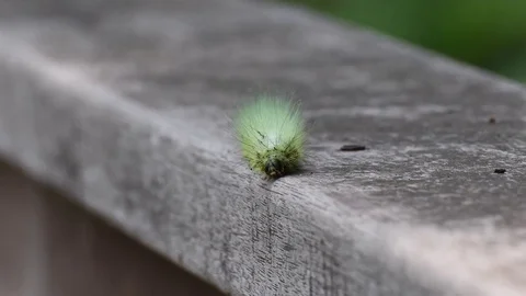 Moth caterpillar crawling Stock Footage 83155469