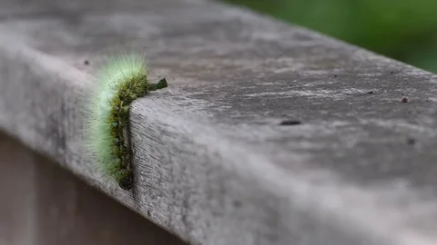 Moth caterpillar crawling Stock Footage 83155536