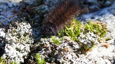 Moth caterpillar crawling over moss Stock Footage 88447561