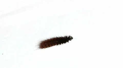 Moth caterpillar crawling on snow Stock Footage 36426789