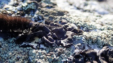 Moth caterpillar crawling on stone Stock Footage 88448130