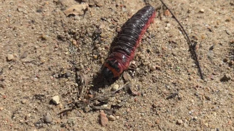 Moth caterpillar crawls through sandy soil under warm sun Stock Footage 340957075